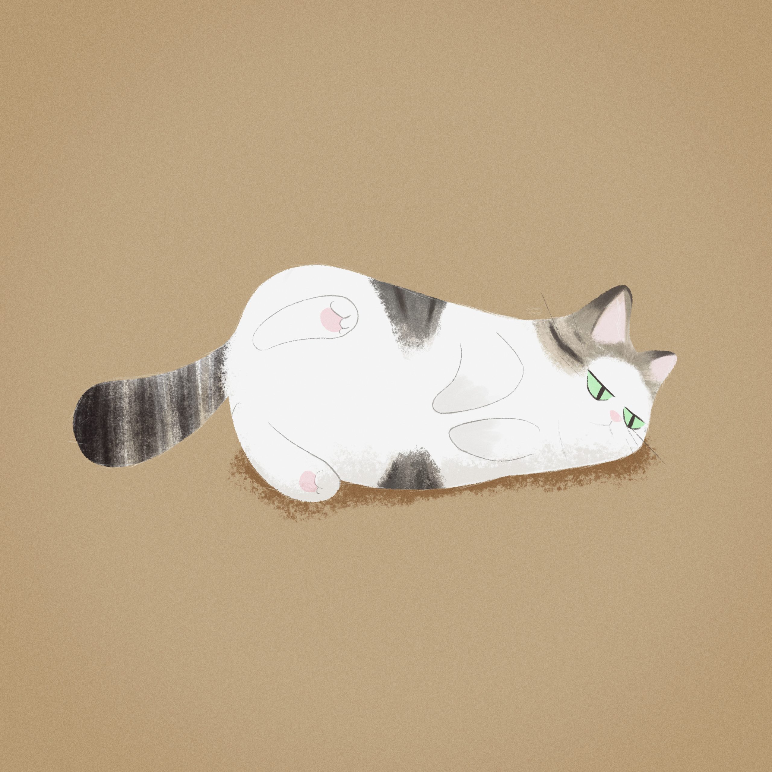 cat 🧂